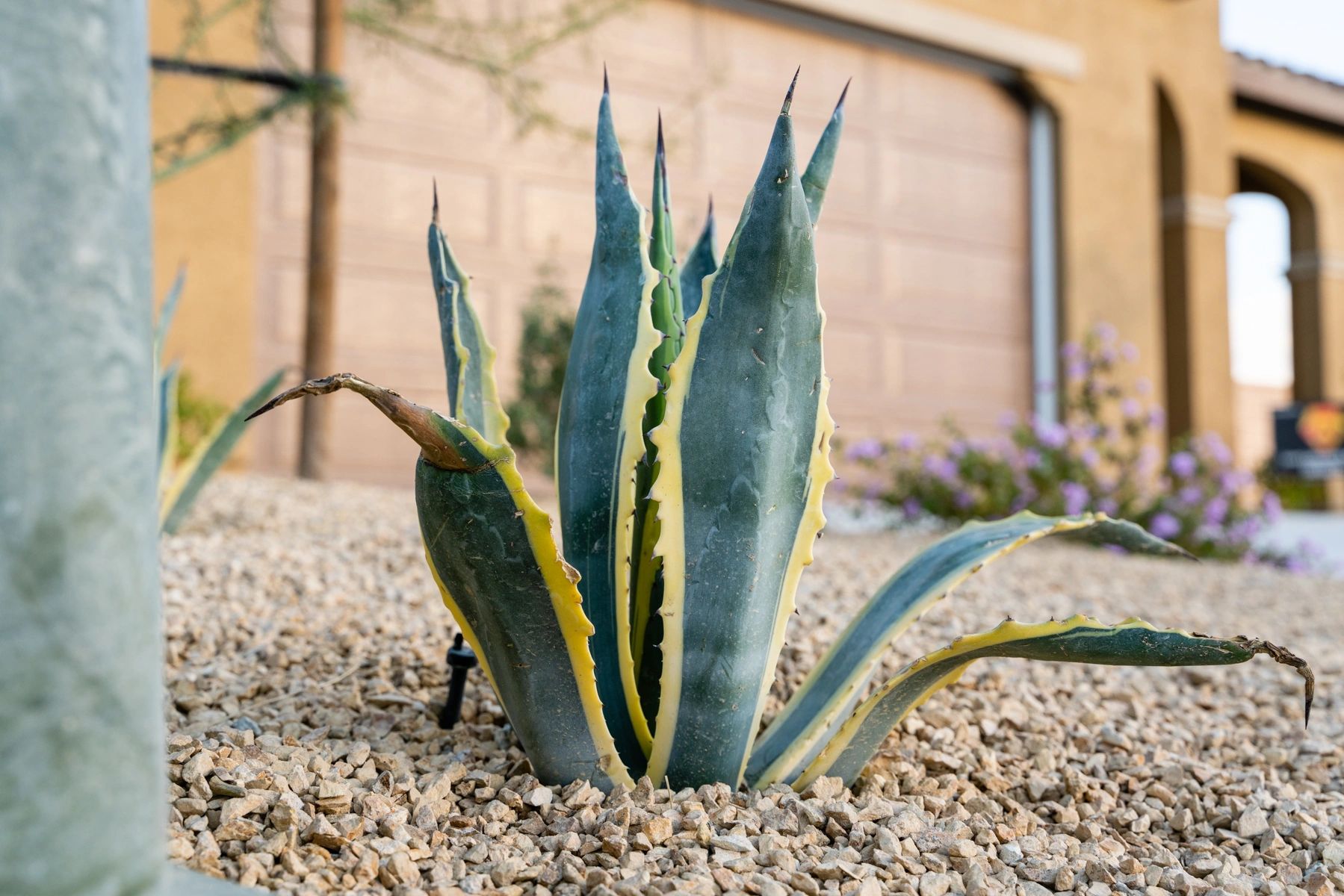 Luxury Landscaping and Design Image
